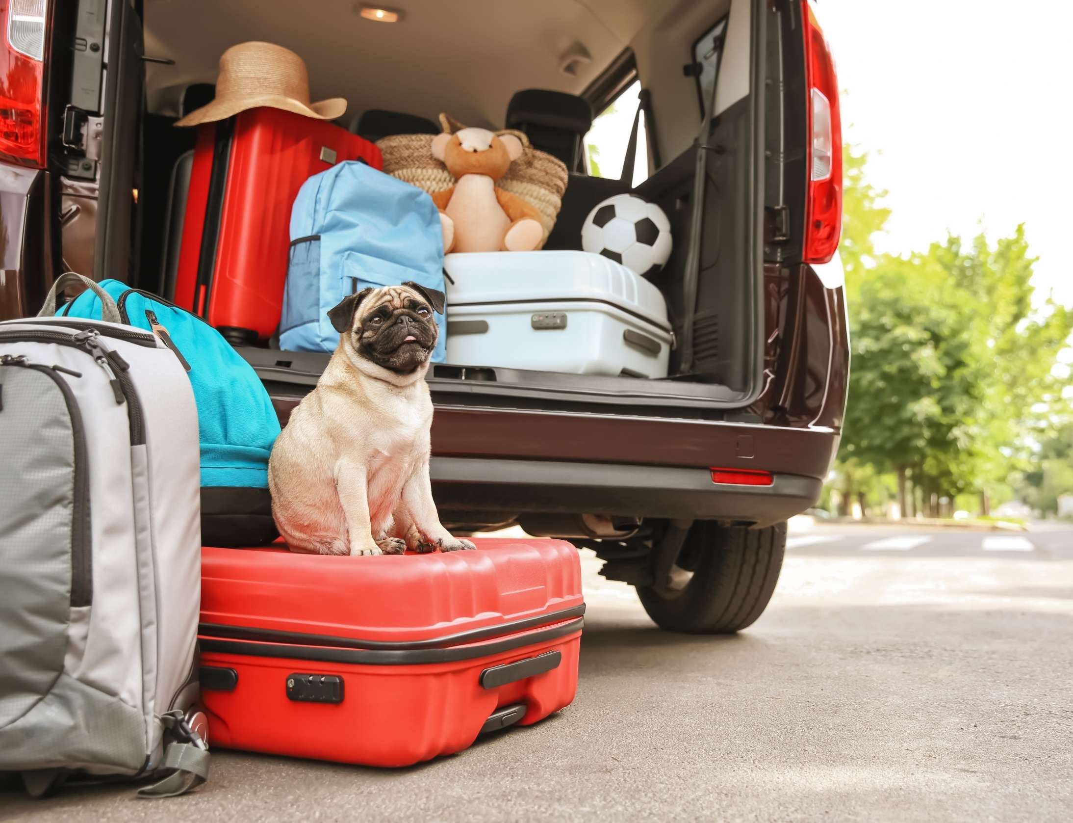 Allowing Pets Helps Your Home Earn More